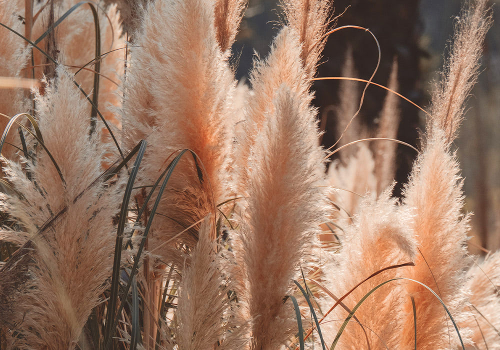 Feathery plumes of pampas grass sway gently in the breeze, illuminated by soft sunlight, amidst a backdrop of darker foliage.