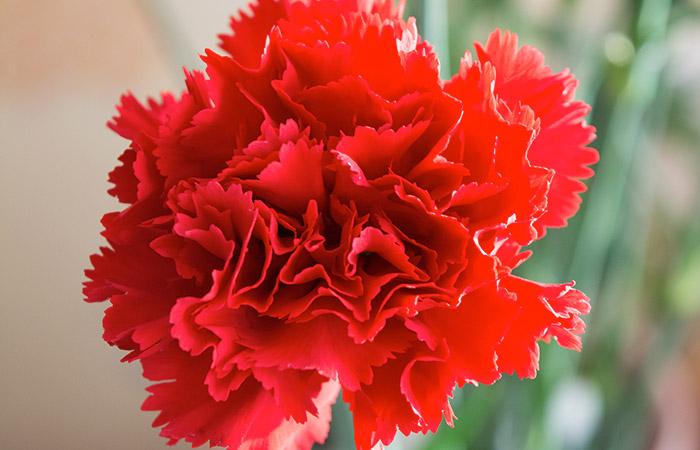 All About Carnations  Central Square Florist Cambridge