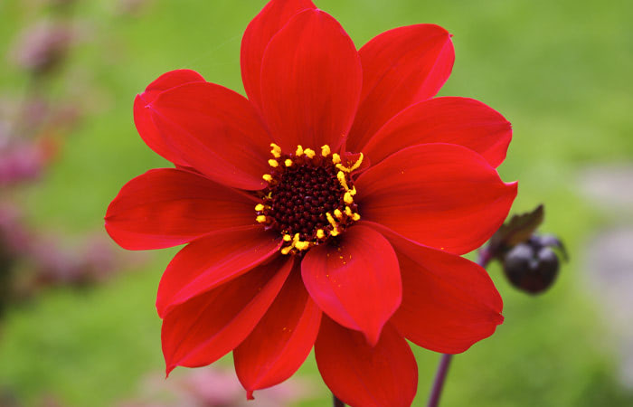 A vibrant red flower with yellow stamens blooms outdoors, with a green, blurred background highlighting its vivid color and detailed petals.