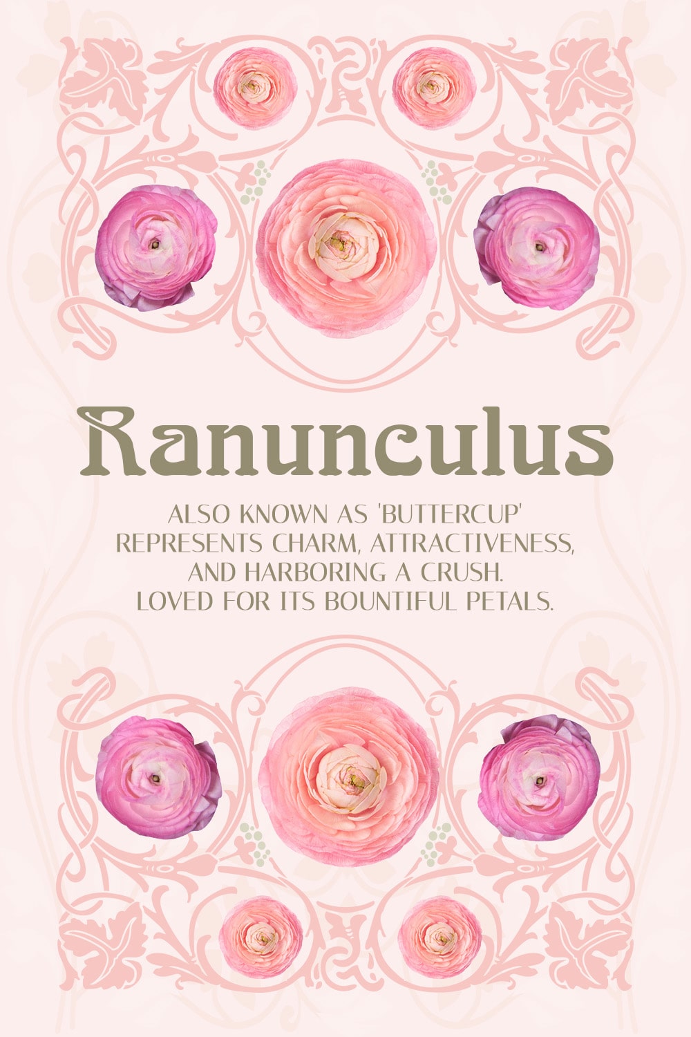 Text: "Ranunculus. Also known as 'Buttercup,' represents charm, attractiveness, and harboring a crush. Loved for its bountiful petals."