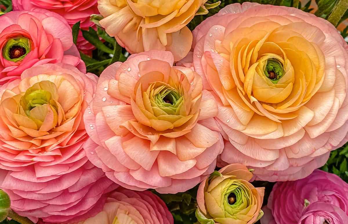 Ruffled, multi-layered blooms of ranunculus in shades of pink, peach, and yellow, adorned with dew drops, cluster together against green foliage.