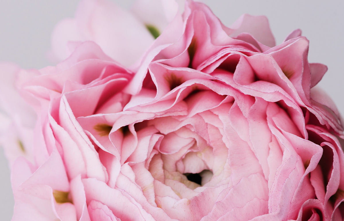 A close-up view of a pink flower with multiple delicate, overlapping petals, showing intricate layers and textures against a plain, light background.