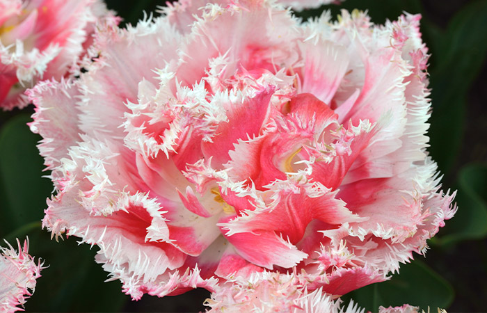 A vibrant pink tulip with jagged, fringed petals blooms in a lush green garden.