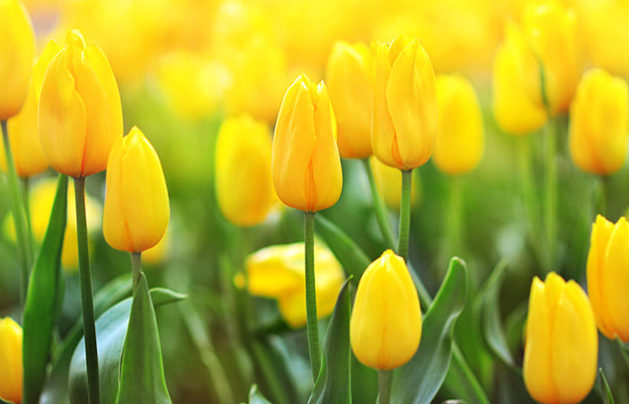 Yellow tulips bloom vibrantly in a dense garden, surrounded by lush green leaves, under soft, diffused sunlight.