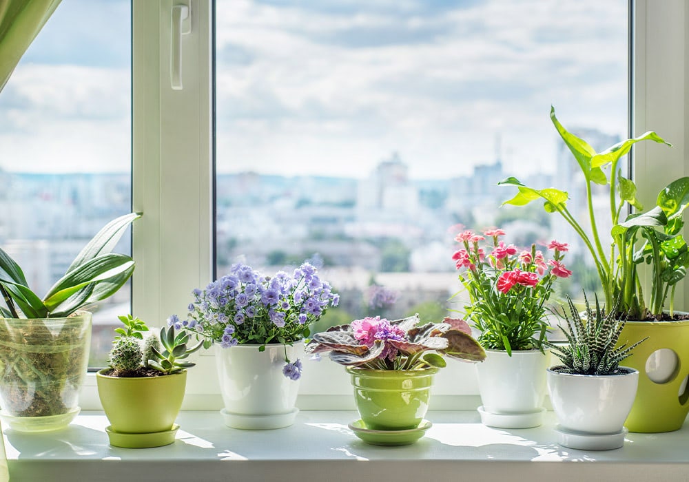 Potted plants sit on a windowsill, absorbing sunlight. The green foliage and colorful flowers contrast with a bright, urban cityscape visible through the window, suggesting a peaceful indoor sanctuary.