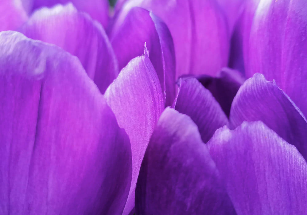 Vibrant purple flower petals overlap and curl, creating a close-up view of delicate textures and shades in a lush, abstract floral composition.