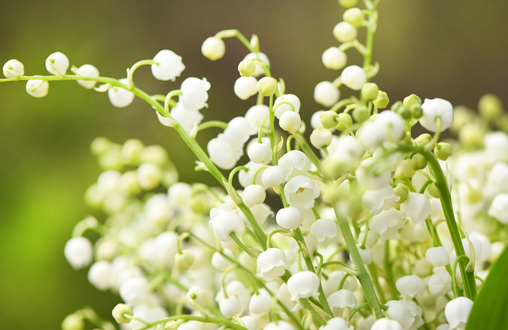 Clusters of small, white, bell-shaped flowers bloom on thin green stalks, set against a blurred, green and brown background. The flowers appear delicate and numerous, creating a soft, natural scene.