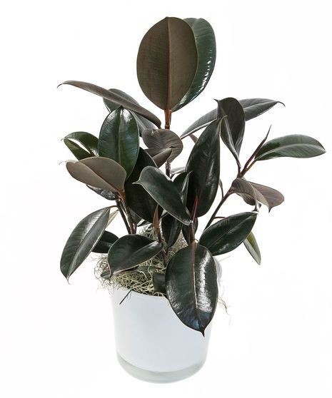 Rubber Plant in Ceramic