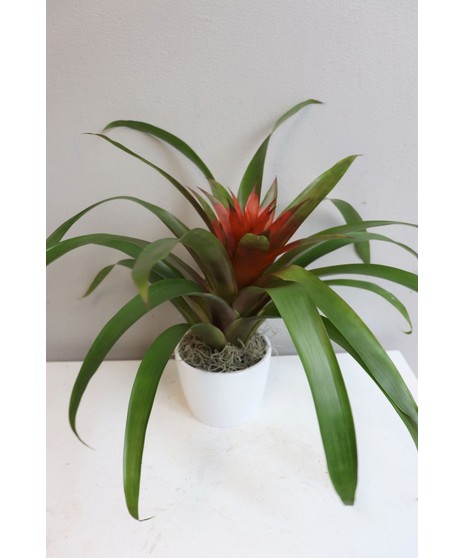 Bromeliad in Ceramic