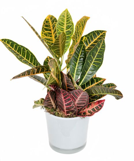 Croton Plant in Ceramic