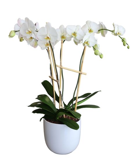 Double Orchid Planter