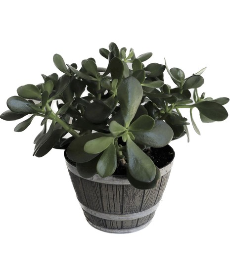 Jade Planter