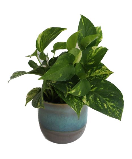 Mini Pothos in Blue Pot