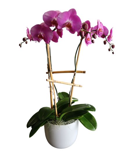 Lavender Orchid Trio