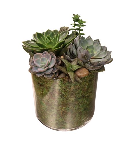 Succulent Cylinder