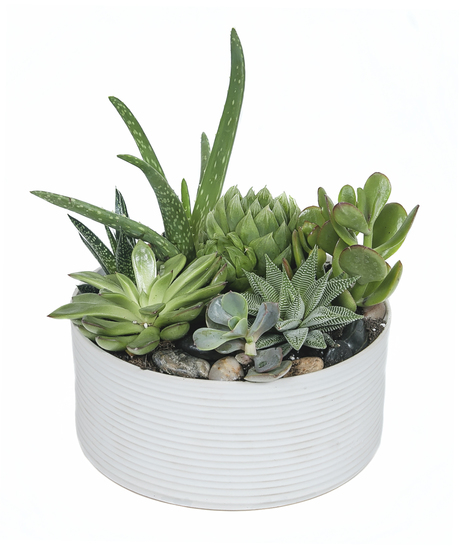 Succulent Garden in White Ceramic