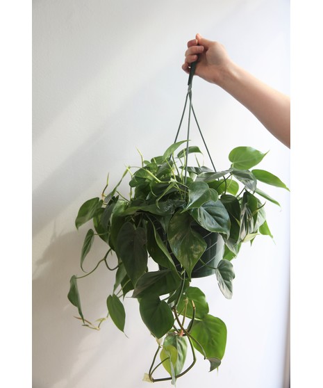 Philodendron Hanging Plant