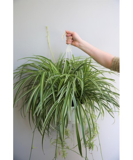 Hanging Spider Plant