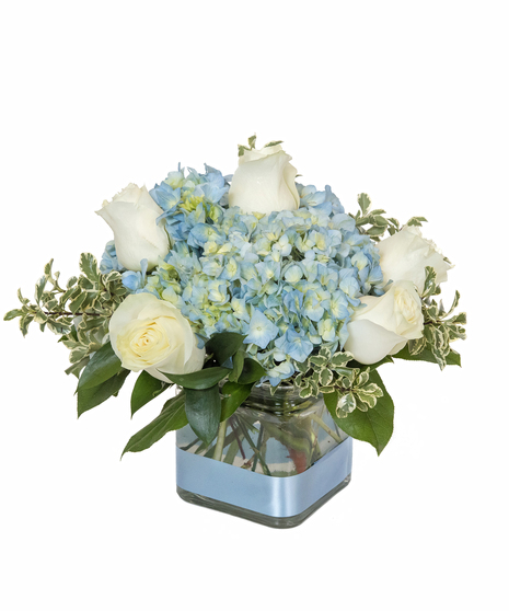 Welcome a special baby boy with this cube arrangement filled with hydrangea, sweet roses and dancing fancy greens. A perfect blue ribbon completes this arrangement!