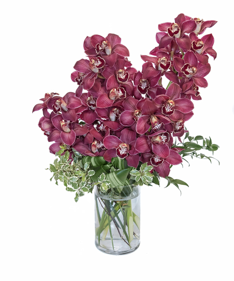 Burgundy Cymbidium Orchids in Boston, MA