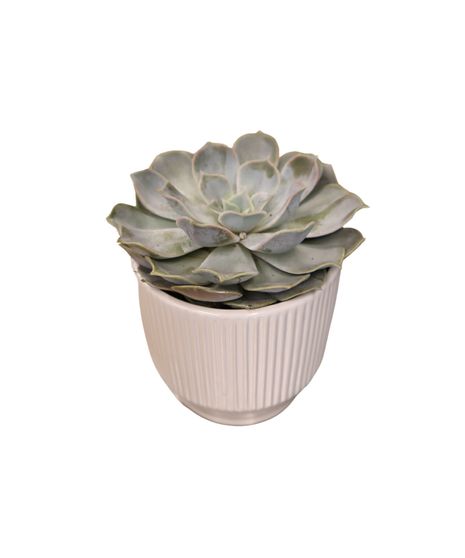 Succulent in White Ceramic