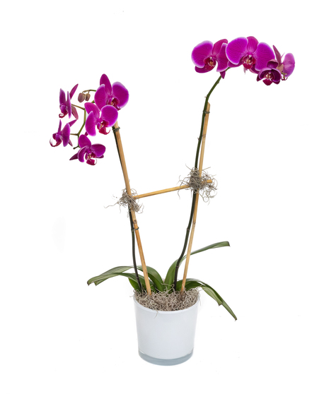 Lavender Phalaenopsis Orchid in Ceramic