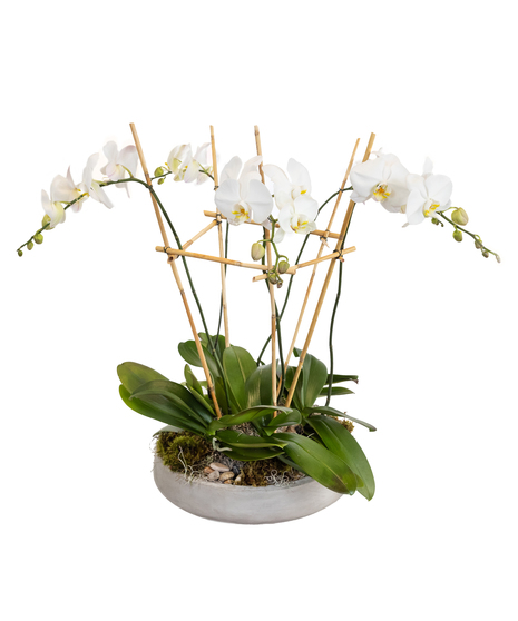 Large Planter Phalaenopsis Orchids in Boston, MA