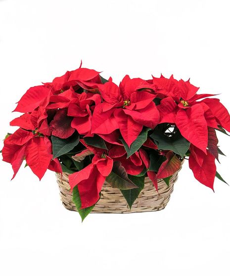 Double Poinsettia Basket