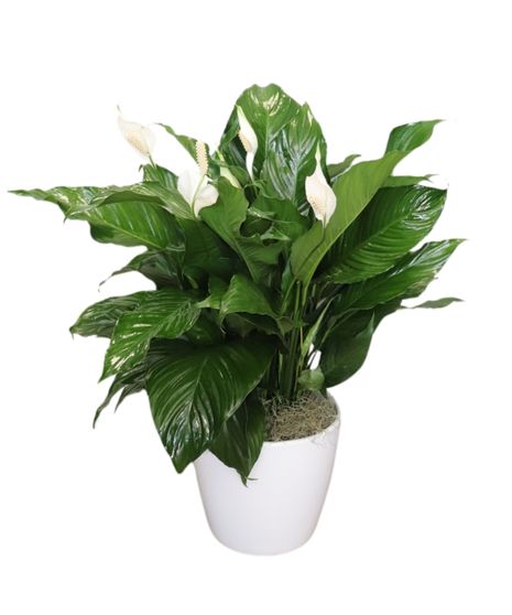 Floor Size Peace Lily in Ceramic