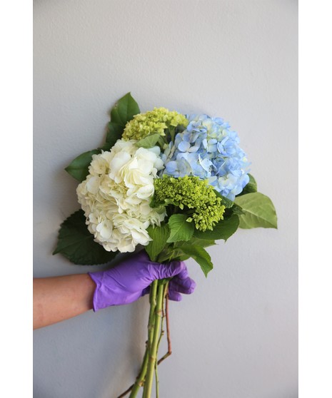 Hydrangea Bunch in Boston, MA