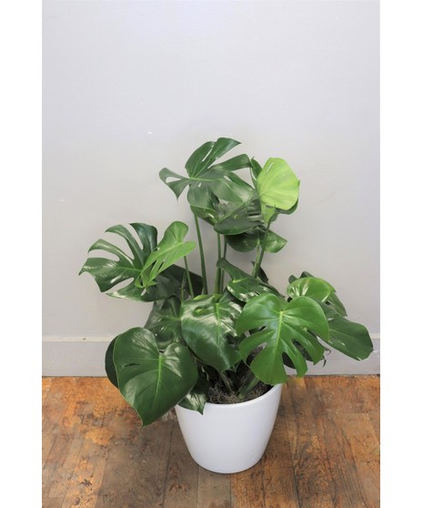 Floor Monstera Plant