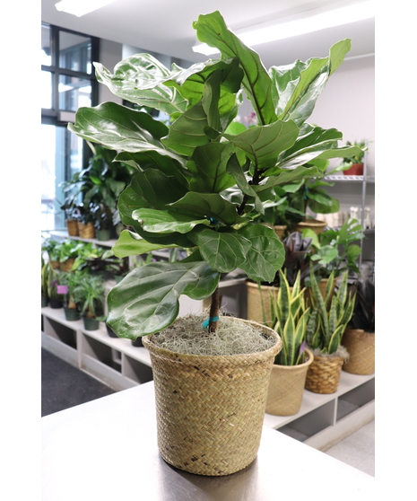 Fiddle Leaf Fig in Boston, MA