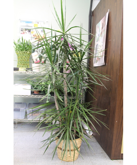 Staggered Marginata Dracena plant