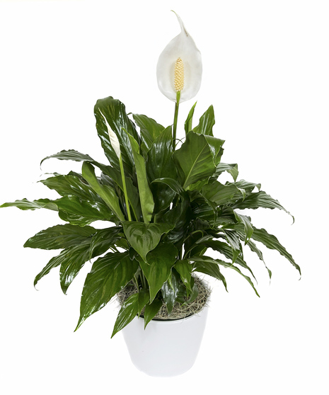 Peace Lily Planter