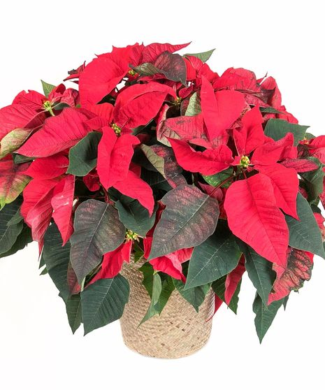 Poinsettia Plant in a charming basket planter.