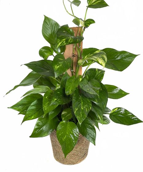 Pothos Plant on Bark