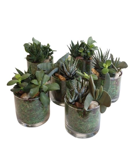 Succulent Set