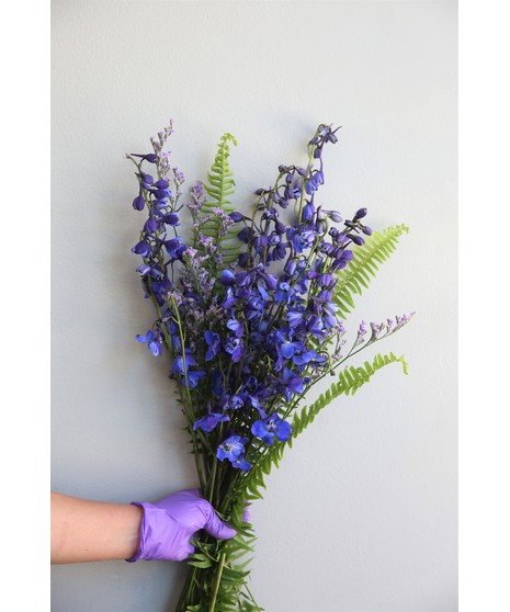 Delphinium Bunch