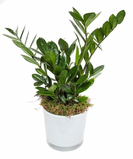 ZZ Plant in Ceramic