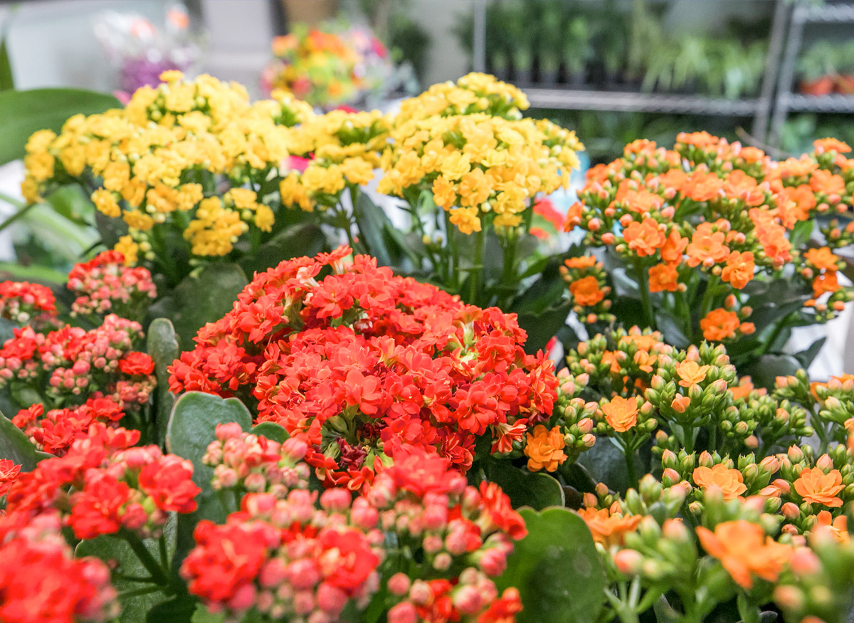 A wide range of colorful floral arrangements, awaiting their new home