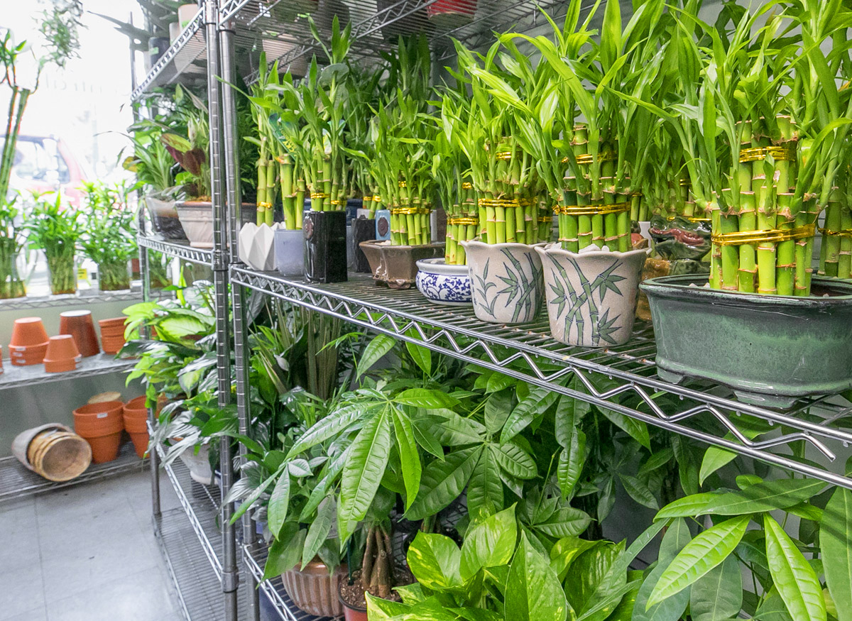 Potted plants and bamboo shoots on display in our showroom